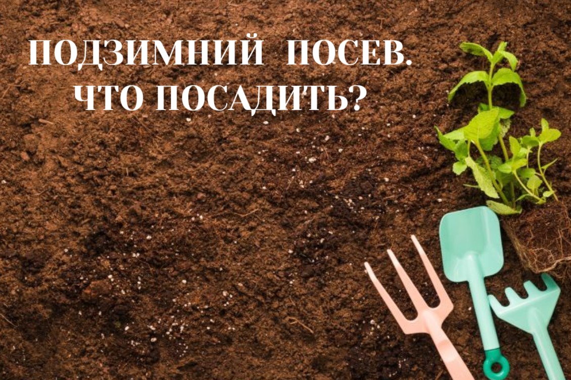 ПОДЗИМНИЙ ПОСЕВ